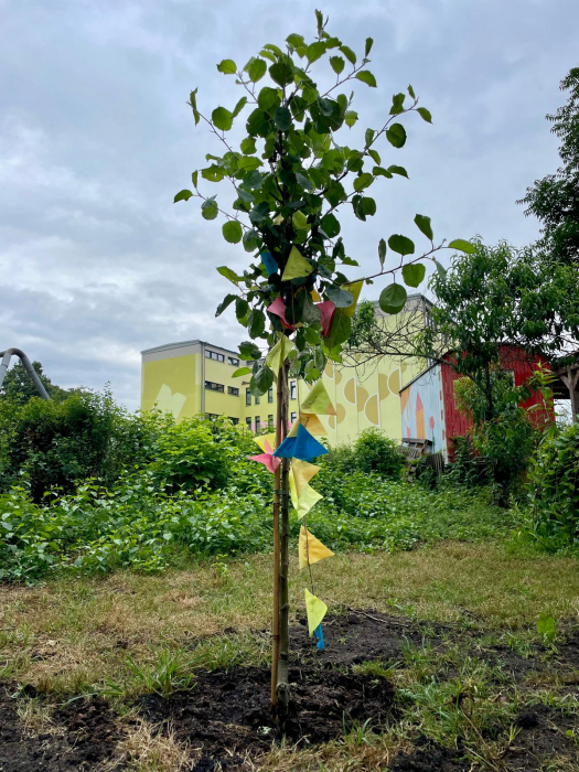 baum_schulgarten.jpeg baum_schulgarten.jpeg